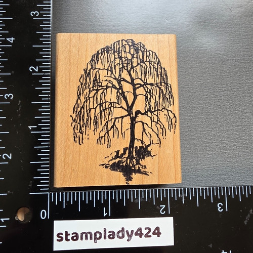 Large weeping willow tree - willow,