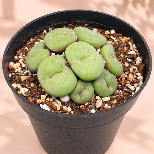 Conophytum cluster rare - |,