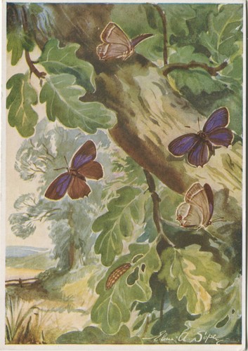 Butterfly butterflies eileen - butterfly,,