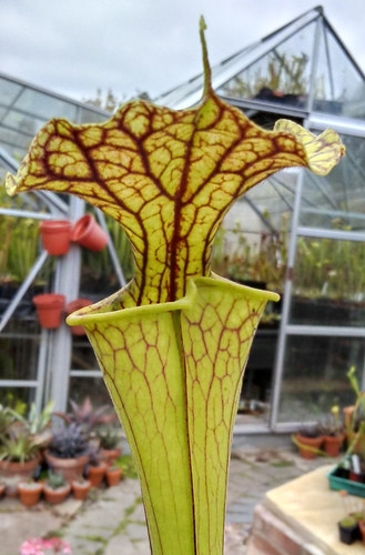 Sarracenia moorei leuco - x, (leuco
