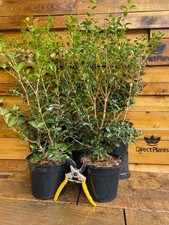3x Large Osmanthus Burkwoodii
