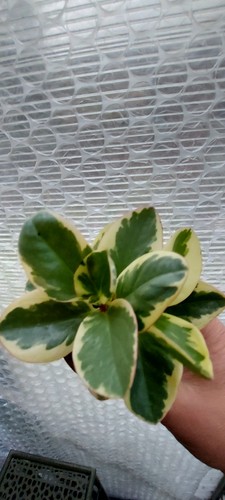 Peperomia obtusifolia - peperomia,