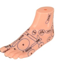 2pcs Human Feet Acupoint Model