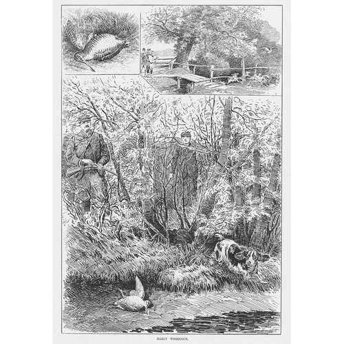 Early woodcock hunting scene - early,