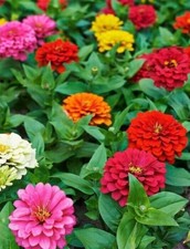 Zinnia Lilliput Mix 75 Seeds