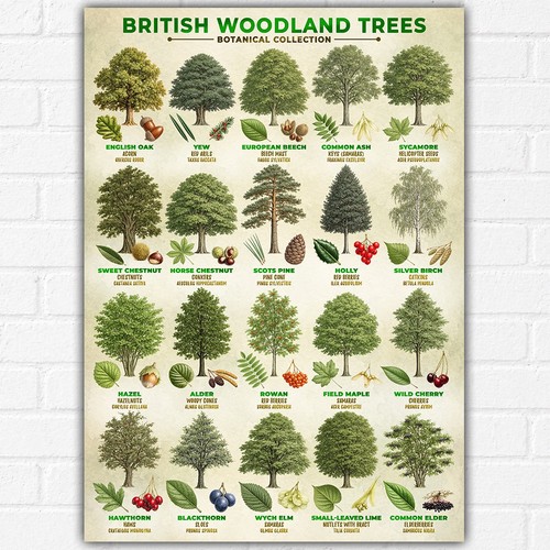 British woodland trees - british,