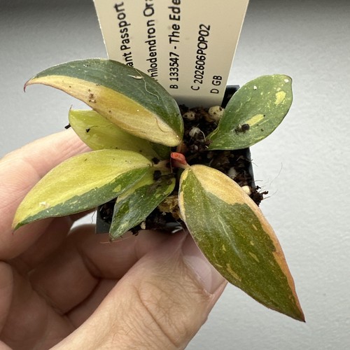 Philodendron orange princess - orange,