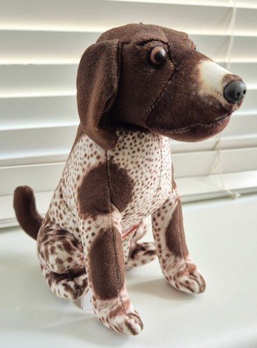 Gsp german short - german, short-haired