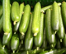 Cucumber Early Spring Burpless - 30x seeds - Vegetable