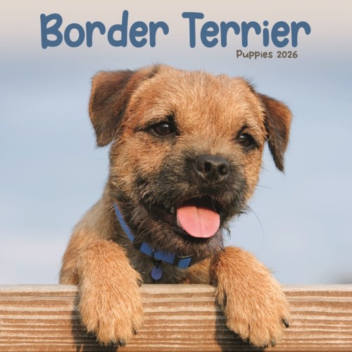 Avonside border terrier - border,