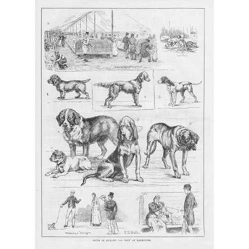 The south england dog show - the,