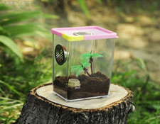 Praying Mantis Stick Insect