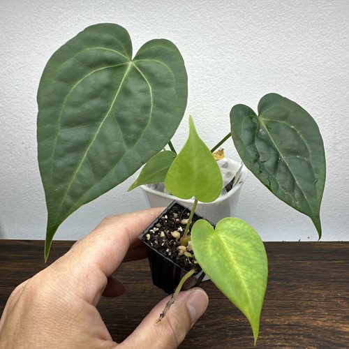 Anthurium delta force - force, x