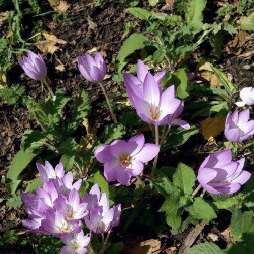 Autumn crocus colchicum - crocus,