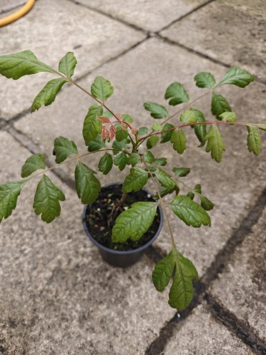 Koelreuteria paniculata golden - koelreuteria,