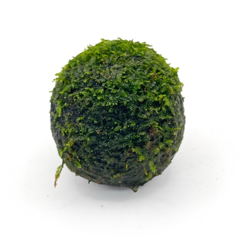 Java moss lava rock 7cm - on,