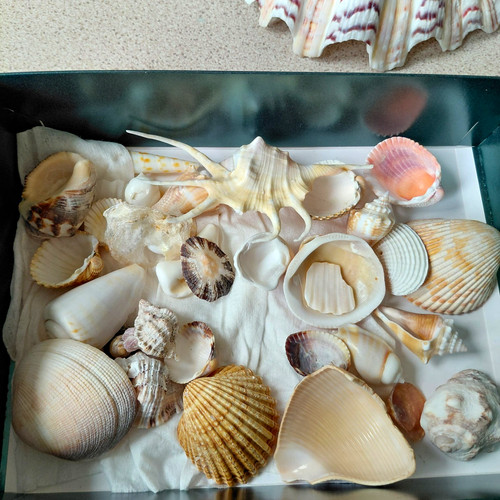 Mixed shells collection - collection,