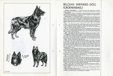 BELGIAN SHEPHERD GROENENDAEL 1978 DOG BREED  SKETCH PRINT + TEXT by M DAVIDSON