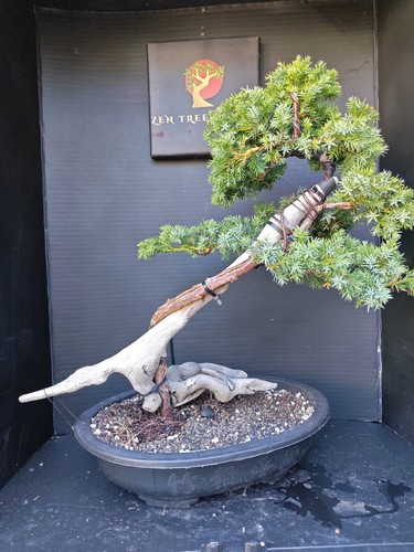 Tanuki needle juniper bonsai - tanuki,