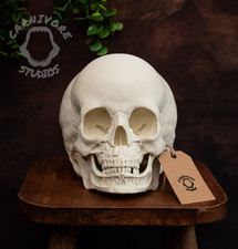 Human Toddler Skull Replica