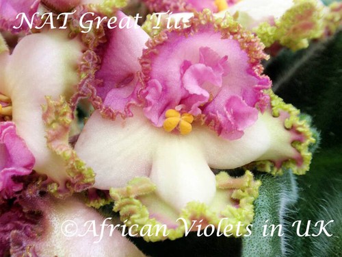 African violet saintpaulia - african,