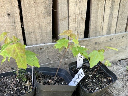 One live organic 6 - organic, 4”-6”