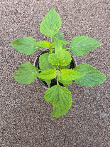 Salvia amistad hardy - salvia,