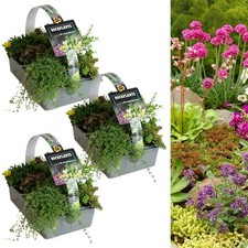 Alpine Rockplant Mix 6 Pack