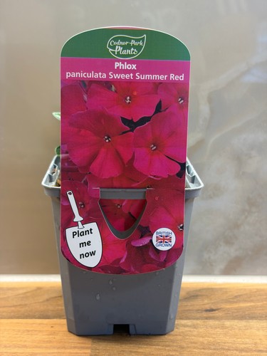 Phlox sweet summer red - sweet,