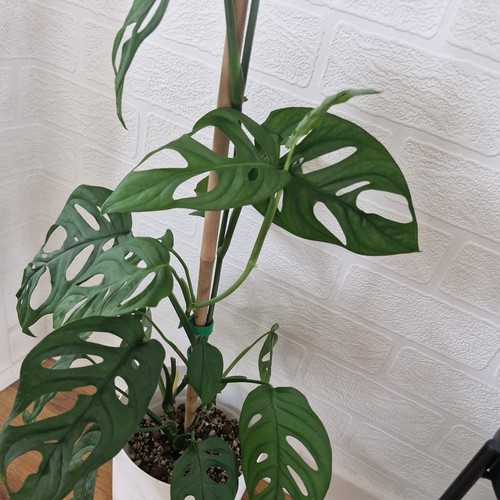Monstera obliqua canelos - obliqua,