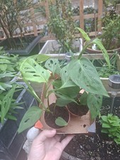 Monstera Epipremnoid Esqueleto