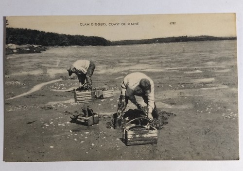 Clam diggers coast - diggers, maine