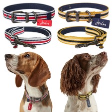 Joules Designer Coastal Dog