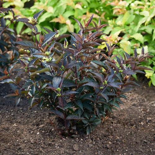 Diervilla dark delight bush - diervilla,
