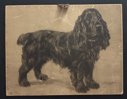 Black beauty cocker spaniel - black,