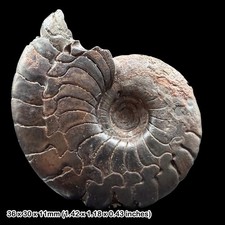Gonioclymenia Goniatite Fossil