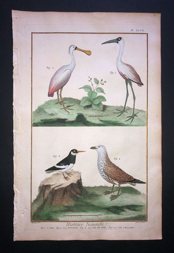 Martinet gull ibis - -, plate