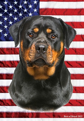Rottweiler all american iii - rottweiler,