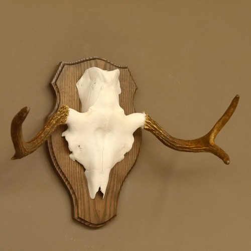 Moose antlers small - antlers,