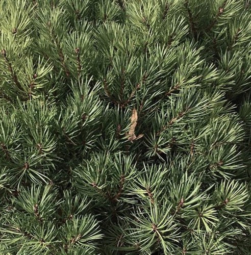 Pinus sylvestris - , cv