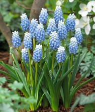 10 X MUSCARI PEPPERMINT