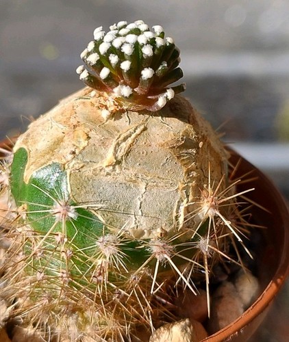 Cactus mammillaria luethyi - cactus,