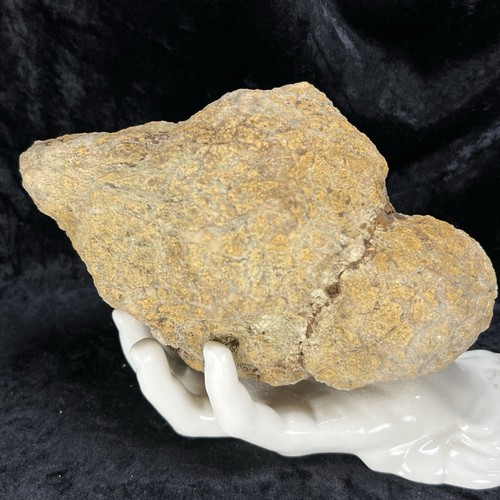 Unopened geode double - geode, 7-3/4”