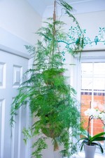 Asparagus Plumosus Houseplant Indoor Office Plant 3L Pot + 2 Tier Hanging Basket