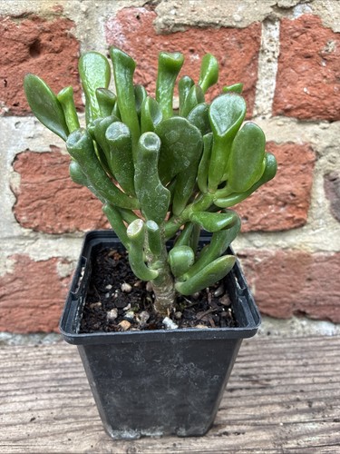 Crassula ovata gollum - crassula, 'gollum'