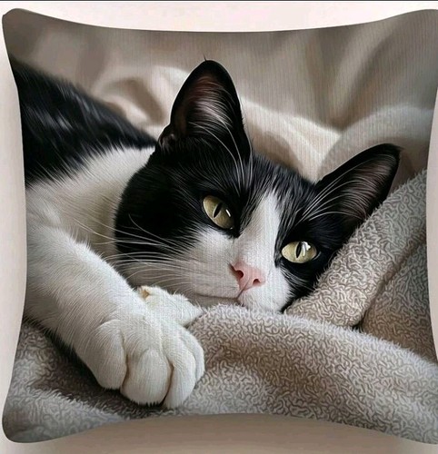 Beautiful black white cat - x,
