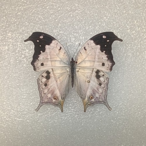 Mother pearl butterfly - of,
