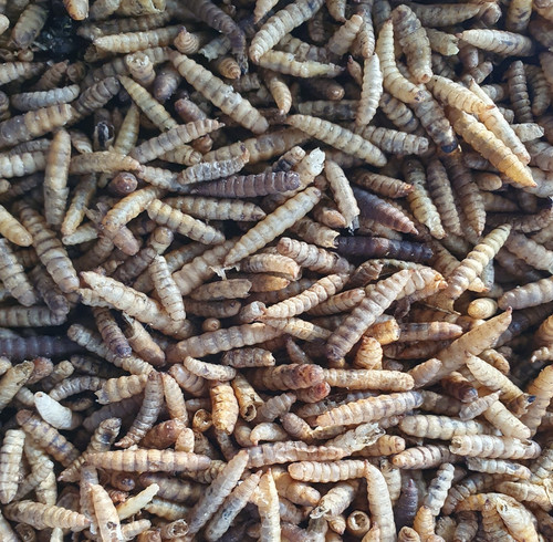 Dried calciworms premium - calciworms,