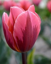 Tulip ‘Pretty Princess’