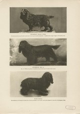 COCKER SPANIEL NAMED DOG ORIGINAL ANTIQUE DOG PRINT PAGE FROM 1906
